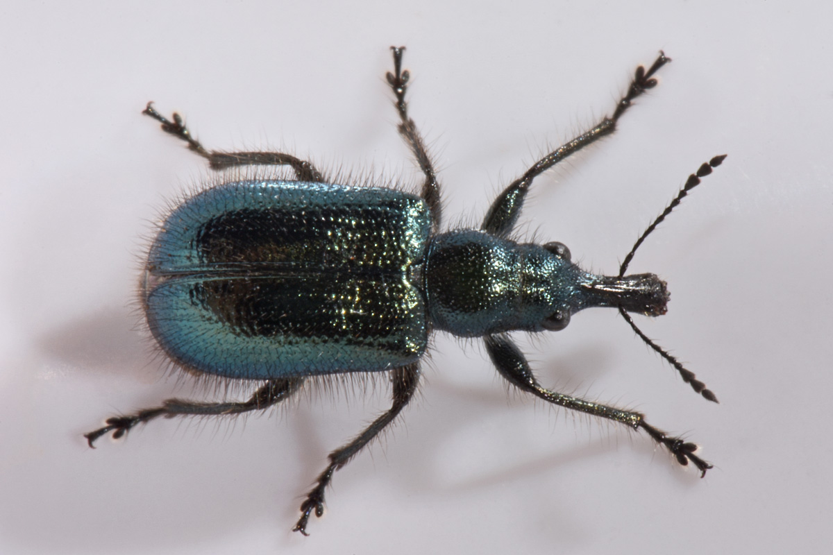 Attelabidae?.... Rhynchitidae: Lasiorhynchites cavifrons